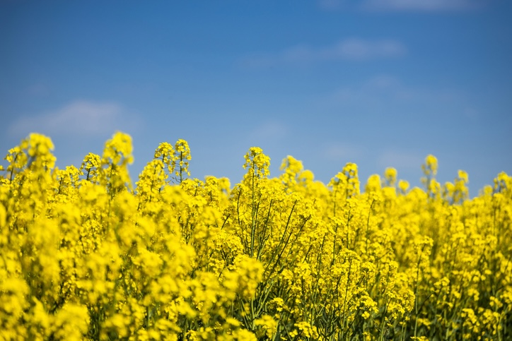 Canola field with blue sky
