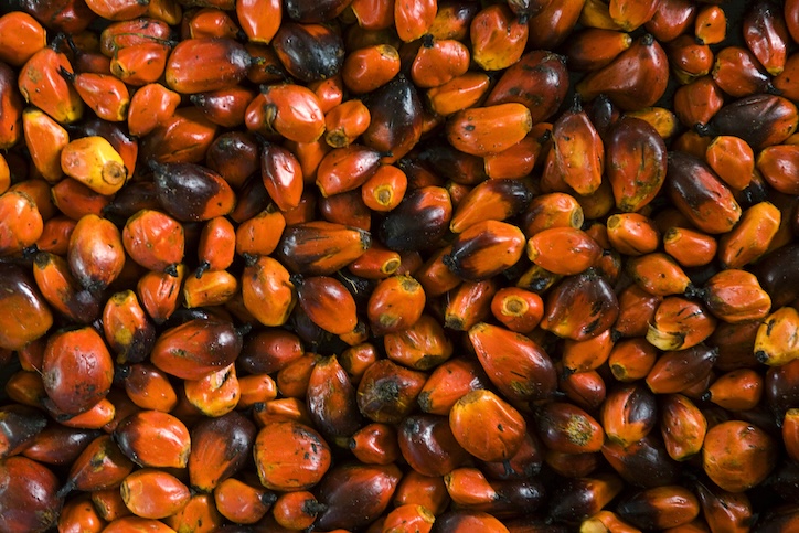 Palm nuts in Liberia, West Africa. The fruits of oil palm trees are used to make palm oil—a vegetable oil used in cooking as well as numerous commercial products.
